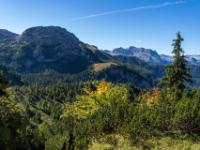 Erste Herbstfärbung im Wald